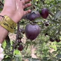 ارائه نهال سیب جرومین|خدمات باغبانی و درختکاری|اهر, |دیوار