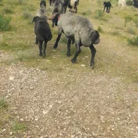 قوچ‌ملحه بزری