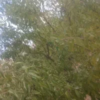 زمین-و-باغچه