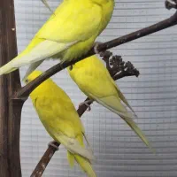 مرغ عشق هلندی|پرنده|میناب, |دیوار