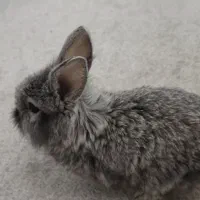 خرگوش لوپ بامزه (اهلی)|موش و خرگوش|تبریز, |دیوار