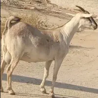 بز سومال  هیکلی دوقلوزا|حیوانات مزرعه|بندرعباس, |دیوار