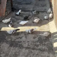 کبوتر گرفتنی|پرنده|سمنان, |دیوار