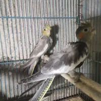 عروس هلندی لوتینو ومرغ عشق انگلیسی|پرنده|قم, هنرستان|دیوار