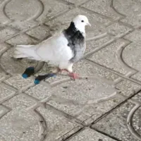 تعدادی کفتر|پرنده|یزد, |دیوار