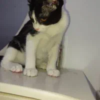 بچه گربه ماده