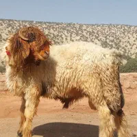 اندیکا روستای حاجی اباد