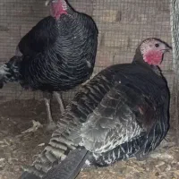 معامله بوقلمون ماده با نر