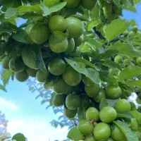 انواع نهال پربار و زودبازده|خدمات باغبانی و درختکاری|قروه, |دیوار