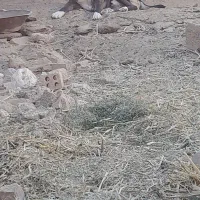 سگ‌ گله‌ ای