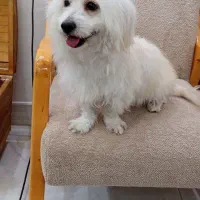 سگ شیتزو|سگ|بندر ماهشهر, |دیوار