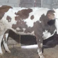 گوساله ،گاو ،تلیسه سیمینتال|حیوانات مزرعه|بیلوار, |دیوار