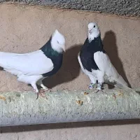 کبوتر طوقی|پرنده|گرمه, |دیوار