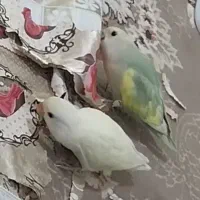 جفت کوتوله برزیلی و۲ عدد جوجه|پرنده|حمیدیا, |دیوار