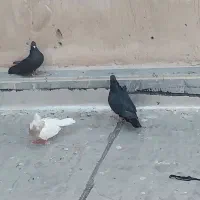 کبوتر