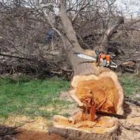 خرید درخت|خدمات باغبانی و درختکاری|ماکو, |دیوار