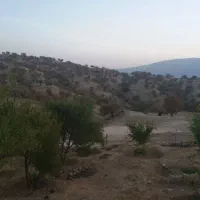 زغال بسته بندی