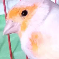 قناری نر|پرنده|سیرجان, |دیوار