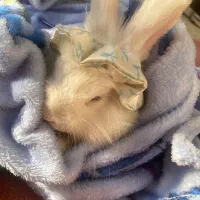 خرگوش لوپ کاملا آموزش