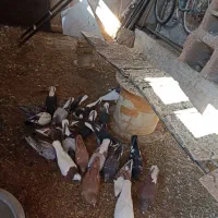 کبوتر|پرنده|نوده انقلاب, |دیوار