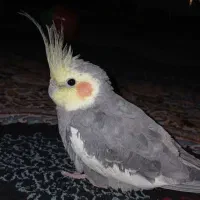 عروس هلندی نر|پرنده|گلبهار, شهر جدید گلبهار|دیوار