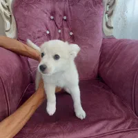سگ اشپیتز spitz