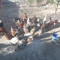 مرغ و خروس محلی برای خونریزی