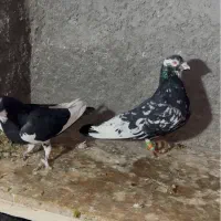 تعدادی حیوون پرشی و جفتگاه