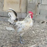 مرغ وخروس محلی بندرخمیر|حیوانات مزرعه|خمیر, |دیوار