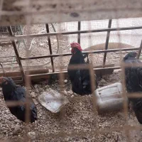 مرغ وخروس|حیوانات مزرعه|بندر کنگان, |دیوار