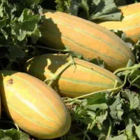 فروش عمده خربزه در میانه و آذربایجان شرقی