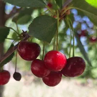 فروش باغچه ۷۰۰ متری|فروش زمین و ملک کلنگی|تهران, باغ فیض|دیوار