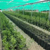 فروش نهال های گلدانی