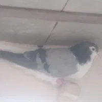چپ سبز نر سوراخ