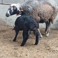 گوسفند بردار 2شکم