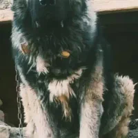 قفقازی نره با اصالت و همچی تموم|سگ|اصفهان, بهار آزادی|دیوار