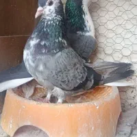 دمگیر بدرنگ گلین