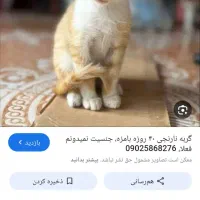 واگذاری  گربه نارنجی|گربه|اهواز, مجاهد|دیوار