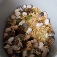 همستر فسقلی