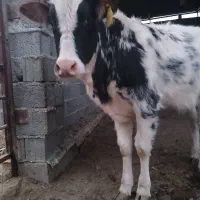 گوساله مهلی|حیوانات مزرعه|سیمین شهر, |دیوار