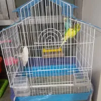 فروش مرغ عشق|پرنده|نقده, |دیوار