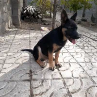 واگذاری سگ|سگ|چناران, |دیوار