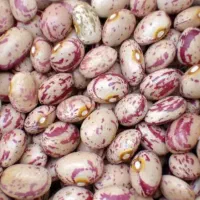 چیتی لوبیا سرحد