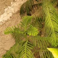 گل و گیاه آپارتمانی|گل و گیاه طبیعی|قزوین, |دیوار