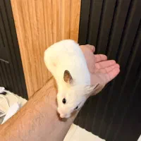 همستر واگذاری رایگان