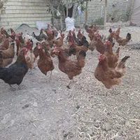 فروش 25 عدد مرغ بومی تخمگذار|حیوانات مزرعه|هرند, |دیوار