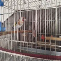 سهره جوجه قفس ودستی