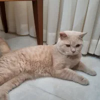 واگذاری گربه بریتیش یکساله