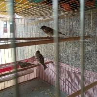 ۳تا گلبسر نر بالغ