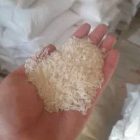 برنج فجر سوزنی